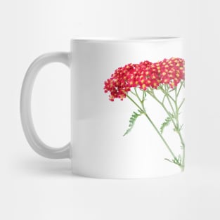 Achillea &#39;Fanal&#39; Yarrow Syn. Achillea &#39;The Beacon&#39; Mug